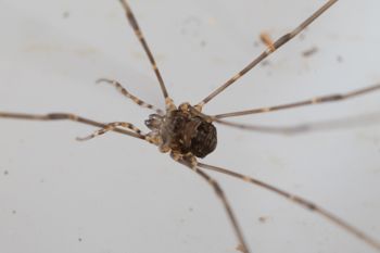 Media type: image;   Invertebrate Zoology 151588